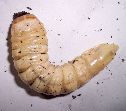 Lucanus tetraodon e larva Prionus